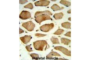 Immunohistochemistry (IHC) image for anti-Caveolin 2 (CAV2) antibody (ABIN3003848) (Caveolin 2 antibody)
