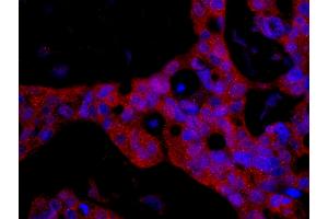 Immunofluorescence (IF) image for anti-FK506 Binding Protein 4, 59kDa (FKBP4) (AA 1-50) antibody (ABIN7448967)