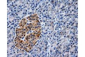 Immunohistochemical staining of paraffin-embedded Kidney tissue using anti-PASKmouse monoclonal antibody. (PASK antibody)