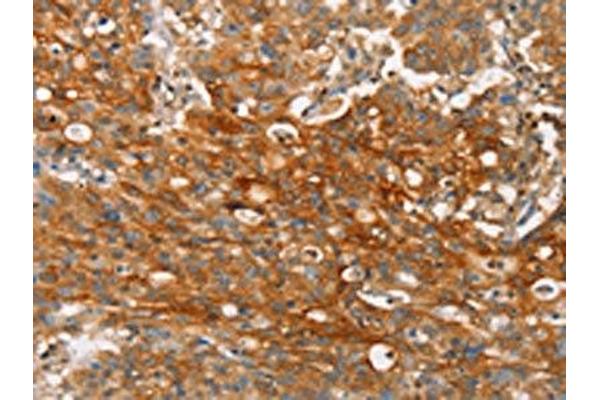 Claudin 11 antibody