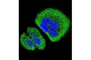 Confocal immunofluorescent analysis of ANKRD58 Antibody (C-term) (ABIN655785 and ABIN2845218) with A549 cell followed by Alexa Fluor 488-conjugated goat anti-rabbit lgG (green). (ANKRD58 antibody  (C-Term))
