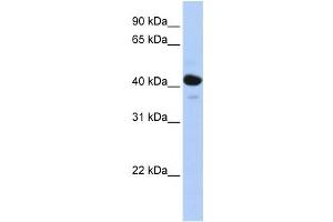 Western Blotting (WB) image for anti-Hydroxysteroid (11-Beta) Dehydrogenase 2 (HSD11B2) antibody (ABIN2458581) (HSD11B2 antibody)