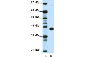 WB Suggested Anti-PPARG Antibody Titration:  1. (PPARG antibody  (N-Term))