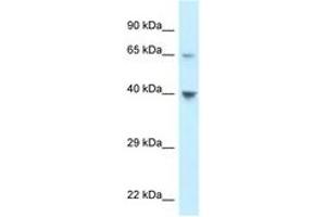Image no. 1 for anti-Chemokine (C-C Motif) Receptor-Like 1 (CCRL1) (C-Term) antibody (ABIN6747646) (CCRL1 antibody  (C-Term))
