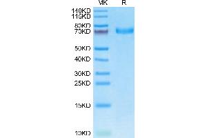EPH Receptor A5 Protein (EPHA5) (AA 25-572) (His tag)