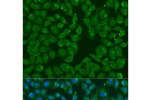 Immunofluorescence analysis of U2OS cells using MSRB3 Polyclonal Antibody at dilution of 1:100. (MSRB3 antibody)