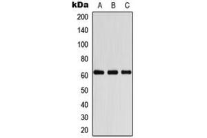 Western blot analysis of COASY expression in HeLa (A), A431 (B), Raw264. (COASY antibody  (Center))