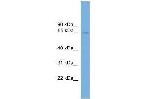 NRBP1 antibody used at 0. (NRBP1 antibody  (N-Term))