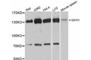 Western blot analysis of extracts of various cell lines, using SIPA1 antibody (ABIN6293568) at 1:3000 dilution.