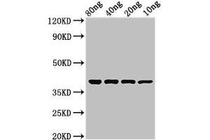 Western Blot Positive WB detected in Recombinant protein All lanes: ompT antibody at 2. (OMPT (AA 21-317) antibody)