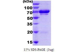SDS-PAGE (SDS) image for Heat Shock 70kDa Protein 9 (Mortalin) (HSPA9) (AA 47-679) protein (His tag) (ABIN666870)