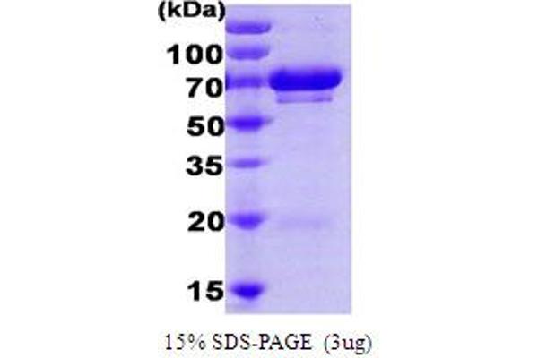 HSPA9 Protein (AA 47-679) (His tag)