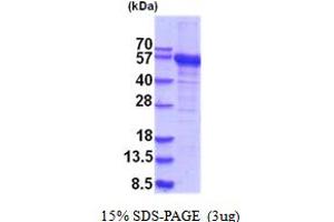 SDS-PAGE (SDS) image for RNA Methyltransferase Like 1 (RNMTL1) (AA 1-420) protein (His tag) (ABIN5854171) (RNMTL1 Protein (AA 1-420) (His tag))