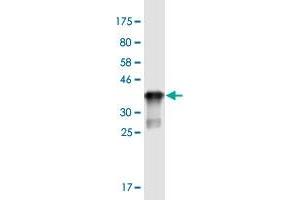Western Blot detection against Immunogen (35. (ST3GAL5 antibody  (AA 31-117))