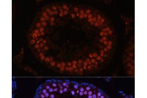 Immunofluorescence analysis of Rat testis using MSH4 Polyclonal Antibody at dilution of 1:100. (MSH4 antibody)