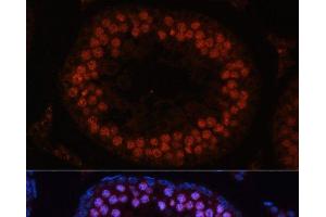 Immunofluorescence analysis of Rat testis using MSH4 Polyclonal Antibody at dilution of 1:100.