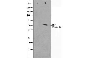 Western blot analysis on A549 cell lysate using p50 Dynamitin Antibody. (Dynamitin antibody  (C-Term))