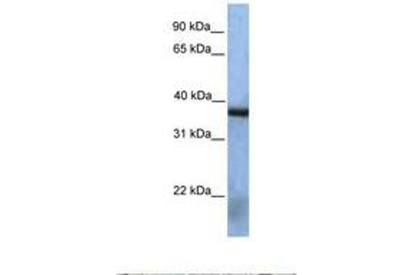 NAA30 antibody  (AA 182-231)