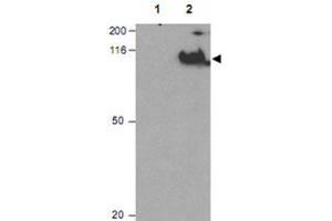 Western blot using CDC27 (phospho T244) polyclonal antibody  shows detection of a band ~92 KDa corresponding to phosphorylated human CDC27 (arrowhead). (CDC27 antibody  (pThr244))