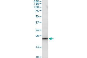 RPL29 MaxPab polyclonal antibody. (RPL29 antibody  (AA 1-159))