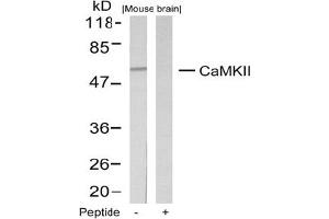 Image no. 1 for anti-Calcium/calmodulin-Dependent Protein Kinase II alpha (CAMK2A) (Thr286) antibody (ABIN197551) (CAMK2A antibody  (Thr286))