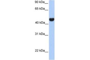 Western Blotting (WB) image for anti-Reticulon 4 (RTN4) antibody (ABIN2463014) (Reticulon 4 antibody)