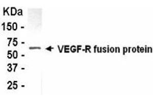 Western Blotting (WB) image for anti-VEGF-R2 (AA 51-119) antibody (ABIN2467903) (VEGF-R2 (AA 51-119) antibody)