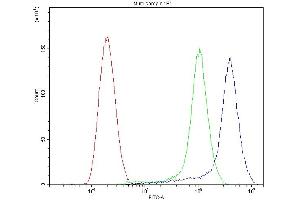 anti-Cytochrome P450, Family 1, Subfamily B, Polypeptide 1 (CYP1B1) (AA 255-480) antibody