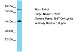 Image no. 1 for anti-SH3 and Cysteine Rich Domain 2 (STAC2) (N-Term) antibody (ABIN6750792) (STAC2 antibody  (N-Term))