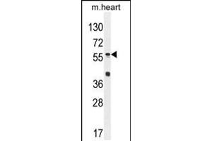 Western blot analysis in mouse heart tissue lysates (35ug/lane). (SP8 antibody  (C-Term))