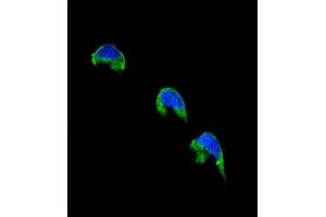 Confocal immunofluorescent analysis of CYP1A2 Antibody (Center) (ABIN655272 and ABIN2844864) with 293 cell followed by Alexa Fluor® 488-conjugated goat anti-rabbit lgG (green). (CYP1A2 antibody  (AA 255-282))