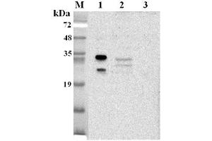 Western blot analysis using anti-NQO1 (human), pAb  at 1:2'000 dilution. (NQO1 antibody)
