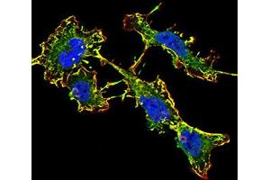Immunofluorescence analysis of SK-N-SH cells using GRIN2B mouse mAb (green). (GRIN2B antibody  (AA 27-163))