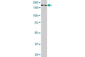 TNIK monoclonal antibody (M01), clone 2D2. (TNIK antibody  (AA 1-110))