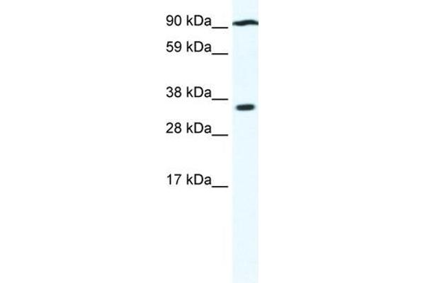 PARP16 antibody  (N-Term)