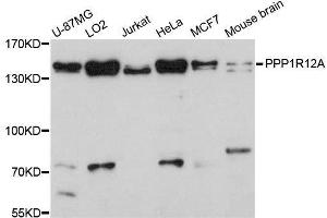 Western blot analysis of extracts of various cell lines, using PPP1R12A antibody. (PPP1R12A antibody  (AA 1-200))