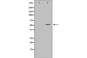 TXNRD2 antibody  (C-Term)