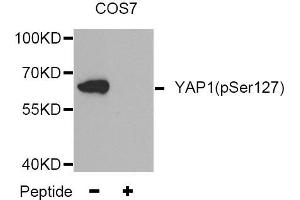 Western blot analysis of extracts from COS7 tissue,using Phospho-YAP1-S127 antibody. (YAP1 antibody  (pSer127))