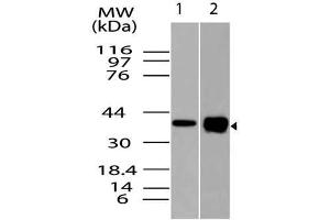 Image no. 1 for anti-Runt-Related Transcription Factor 3 (RUNX3) (AA 100-320) antibody (ABIN5027511)