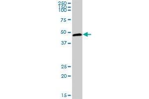 PELO MaxPab polyclonal antibody. (PELO antibody  (AA 1-385))