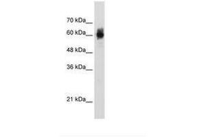 Image no. 2 for anti-Nuclear Respiratory Factor 1 (NRF1) (AA 429-478) antibody (ABIN203328)