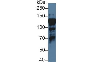 Western blot analysis of Human HepG2 cell lysate, using Human ILF3 Antibody (1 µg/ml) and HRP-conjugated Goat Anti-Rabbit antibody ( (Interleukin enhancer-binding factor 3 (ILF3) (AA 672-891) antibody)