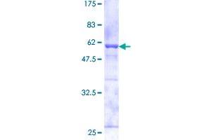 CAPZA2 Protein (AA 1-286) (GST tag)