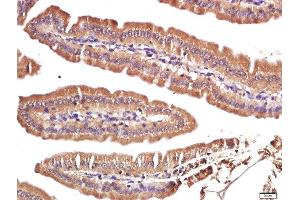 Paraformaldehyde-fixed, paraffin embedded mouse intestine, Antigen retrieval by boiling in sodium citrate buffer (pH6. (FAM134C antibody  (AA 76-180))