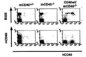 Flow Cytometry (FACS) image for anti-CD40 (CD40) (Extracellular Domain) antibody (Biotin) (ABIN2451934)
