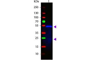 Western Blot of ATTO 488 conjugated Goat anti-Mouse IgG1 (Gamma 1 chain) Pre-adsorbed secondary antibody. (Goat anti-Mouse IgG1 (Heavy Chain) Antibody (Atto 488) - Preadsorbed)