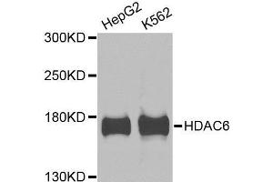 Western blot analysis of extracts of various cell lines, using HDAC6 antibody. (HDAC6 antibody  (AA 1-200))