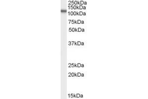 Western Blotting (WB) image for anti-Family with Sequence Similarity 188, Member A (FAM188A) (N-Term) antibody (ABIN2789239) (FAM188A antibody  (N-Term))