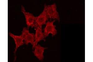 ABIN6266896 staining Hela by IF/ICC. (AKAP14 antibody  (N-Term))
