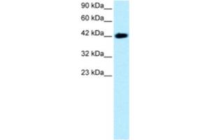 Western Blotting (WB) image for anti-BarH-Like Homeobox 2 (BARHL2) antibody (ABIN2460338) (BARHL2 antibody)